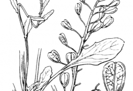 Nom original: Thlaspi alliaceum (n°322)