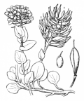 Nom original: Thlaspi rotundifolium (n°323)