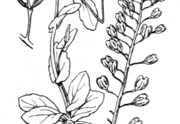 Nom original: Thlaspi perfoliatum (n°324)