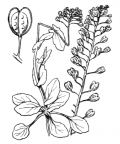 Nom original: Thlaspi perfoliatum (n°324)