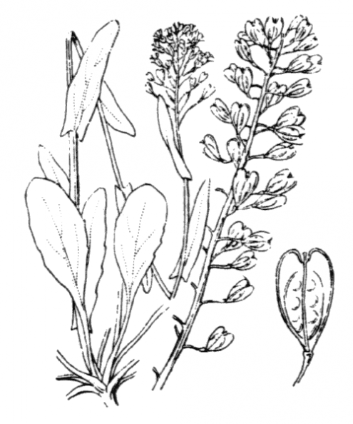 coste_0325.png