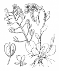 Nom original: Thlaspi montanum (n°328)