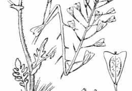 Nom original: Capsella bursa-pastoris (n°330)