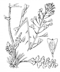 Nom original: Capsella bursa-pastoris (n°330)