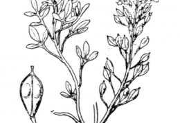 Nom original: Hutchinsia alpina (n°331)