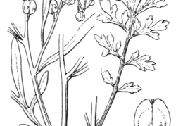 Nom original: Lepidium sativum (n°334)