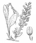 Nom original: Lepidium campestre (n°335)