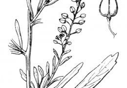 Nom original: Lepidium graminifolium (n°342)