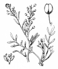Nom original: Lepidium ruderale (n°343)