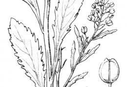 Nom original: Lepidium virginicum (n°344)