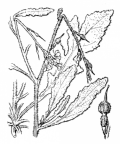 Nom original: Rapistrum rugosum (n°349)