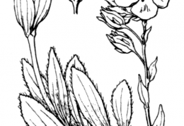 Nom original: Helianthemum tuberaria (n°365)