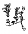 Nom original: Fumana procumbens (n°377)