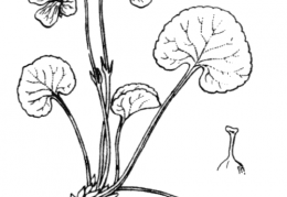Nom original: Viola palustris (n°380)