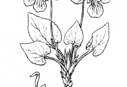 Nom original: Viola hirta (n°381)