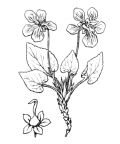 Nom original: Viola hirta (n°381)
