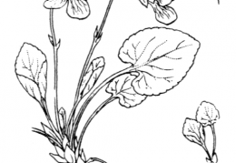 Nom original: Viola odorata (n°383)