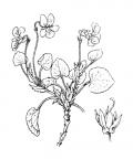 Nom original: Viola arenaria (n°386)