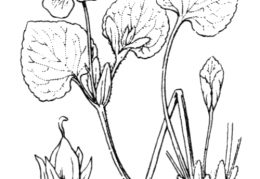 Nom original: Viola mirabilis (n°388)