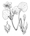 Nom original: Viola mirabilis (n°388)