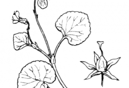 Nom original: Viola biflora (n°389)