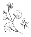 Nom original: Viola biflora (n°389)