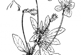 Nom original: Viola tricolor (n°390)