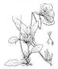 Nom original: Viola calcarata (n°393)