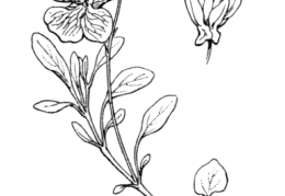 Nom original: Viola cenisia (n°397)