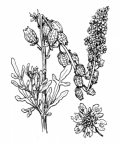 Nom original: Reseda lutea (n°403)