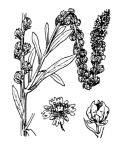 Nom original: Reseda luteola (n°404)