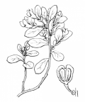 Nom original: Polygala chamaebuxus (n°406)