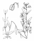 Nom original: Polygala serpyllacea (n°410)
