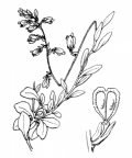 Nom original: Polygala calcarea (n°414)