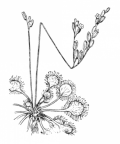 Nom original: Drosera rotundifolia (n°417)
