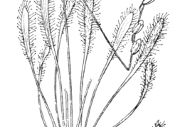 Nom original: Drosera longifolia (n°419)
