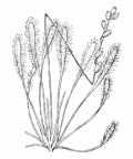 Nom original: Drosera longifolia (n°419)