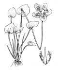 Nom original: Parnassia palustris (n°421)