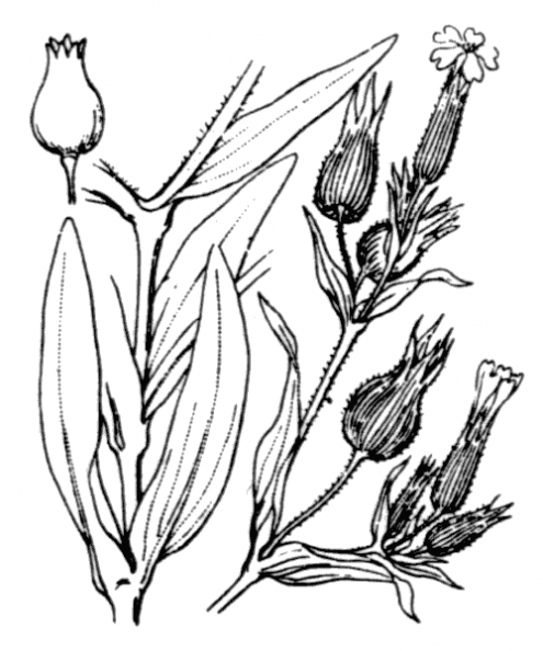 coste_0424.png