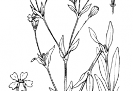 Nom original: Silene rupestris (n°433)