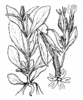 Nom original: Silene noctiflora (n°453)