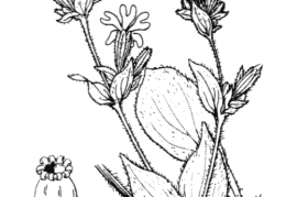 Nom original: Lychnis diurna (n°463)