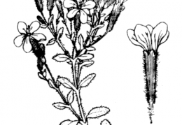 Nom original: Saponaria ocymoides (n°474)
