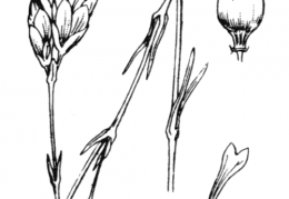 Nom original: Dianthus prolifer (n°481)