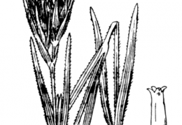 Nom original: Dianthus armeria (n°482)