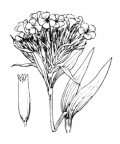 Nom original: Dianthus barbatus (n°483)
