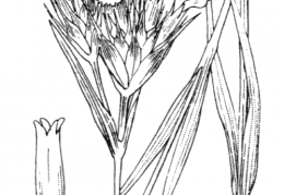 Nom original: Dianthus carthusianorum (n°484)