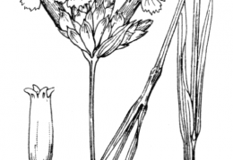 Nom original: Dianthus balbisii (n°485)