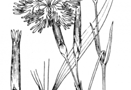 Nom original: Dianthus superbus (n°486)