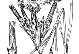 Nom original: Dianthus monspessulanus (n°487)